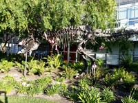 T-rex skeleton with a bunch of hanging flamingos on it in the center of Google campus.