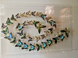 Logo of NVIDIA made from butterflies.