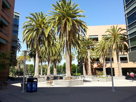 Nice area between Google buildings. It's probably cool to have palm trees in front of your windows at work.